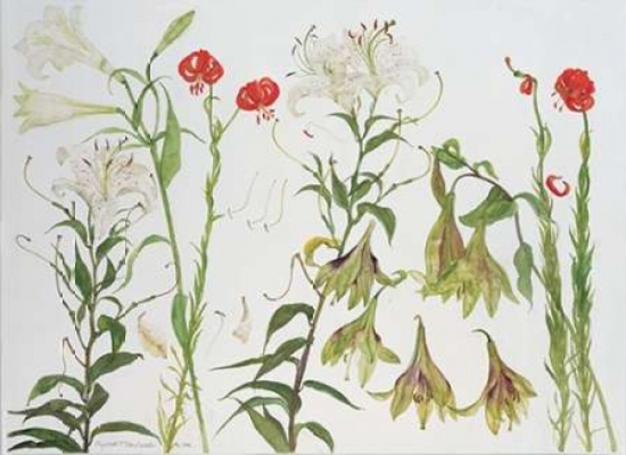 Lilies, Auratum, Nepalense, and Chalcedonicum Poster Print by Elizabeth Blackadder - Item # VARPDXEBL10